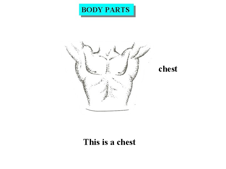 BODY PARTS chest This is a chest 