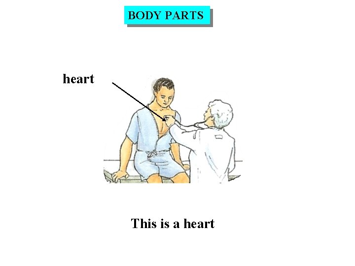 BODY PARTS heart This is a heart 