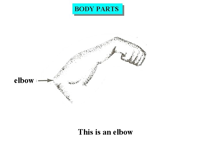 BODY PARTS elbow This is an elbow 