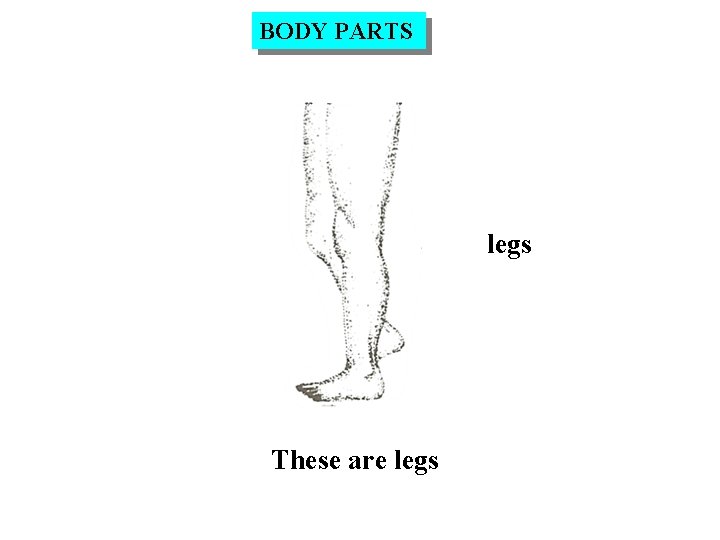 BODY PARTS legs These are legs 