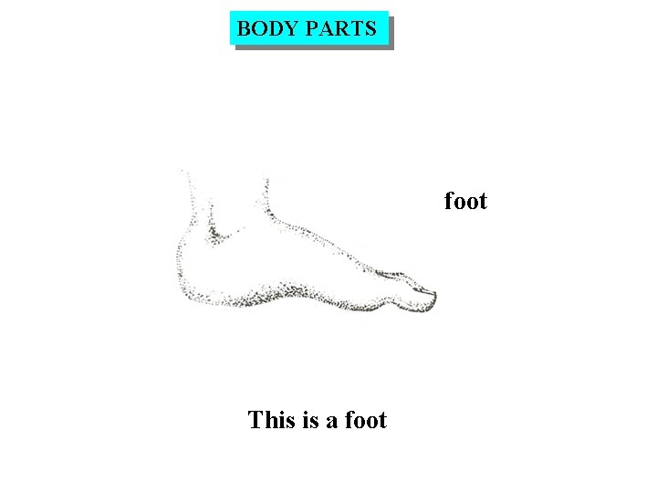 BODY PARTS foot This is a foot 