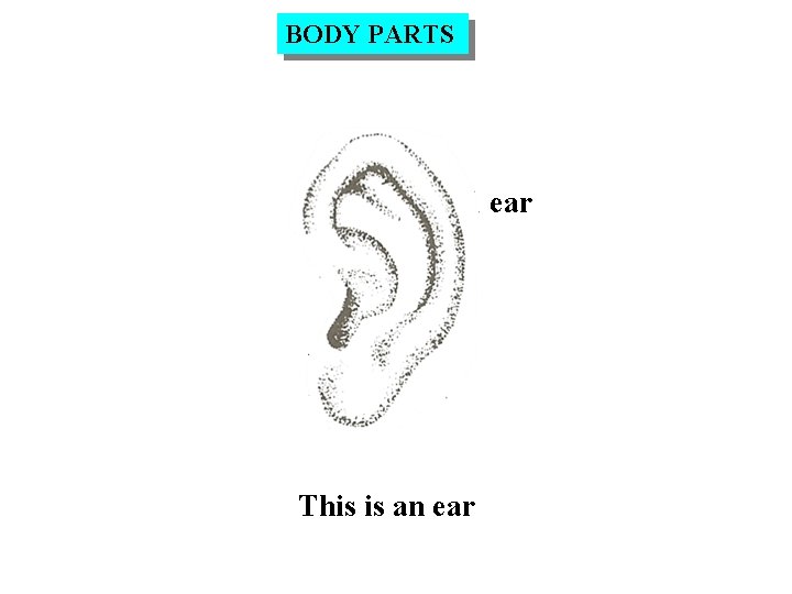 BODY PARTS ear This is an ear 