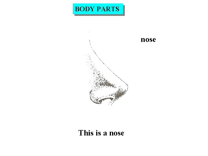 BODY PARTS nose This is a nose 