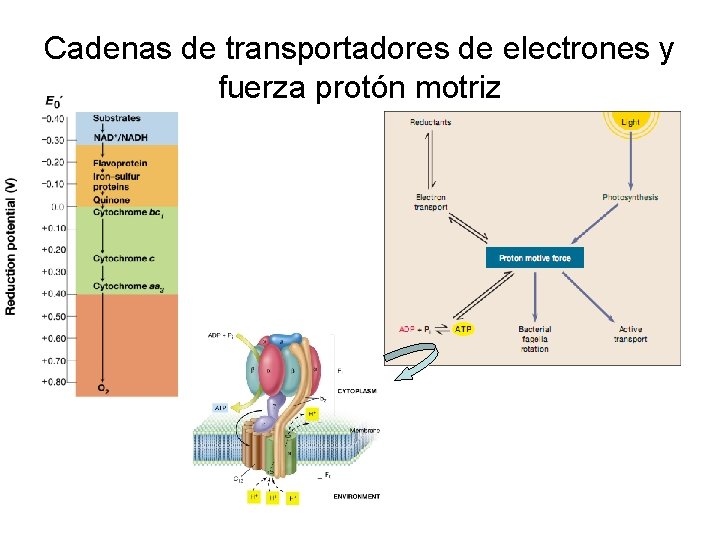 Cadenas de transportadores de electrones y fuerza protón motriz 