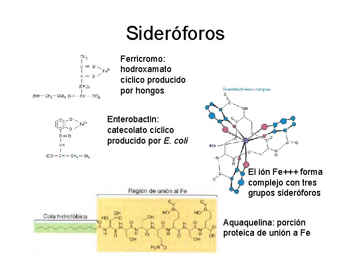 Sideróforos Ferricromo: hodroxamato cíclico producido por hongos Enterobactin: catecolato cíclico producido por E. coli