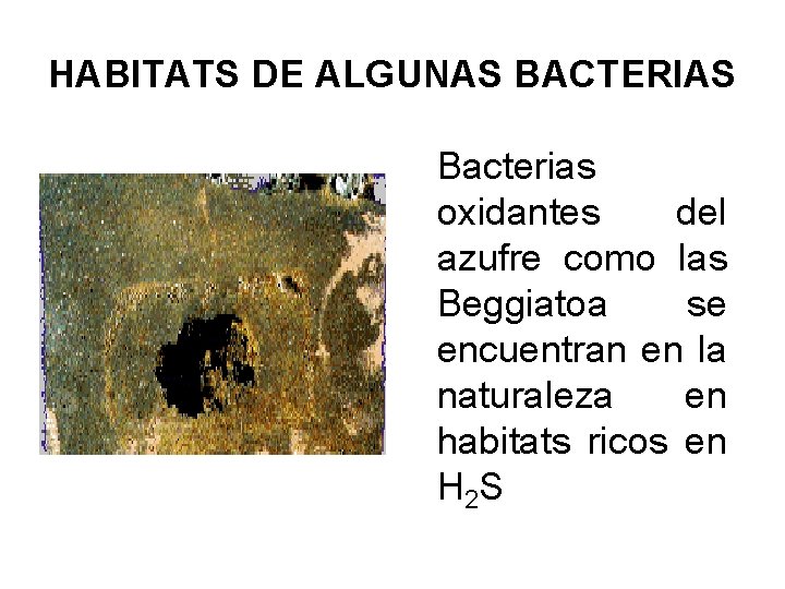 HABITATS DE ALGUNAS BACTERIAS Bacterias oxidantes del azufre como las Beggiatoa se encuentran en