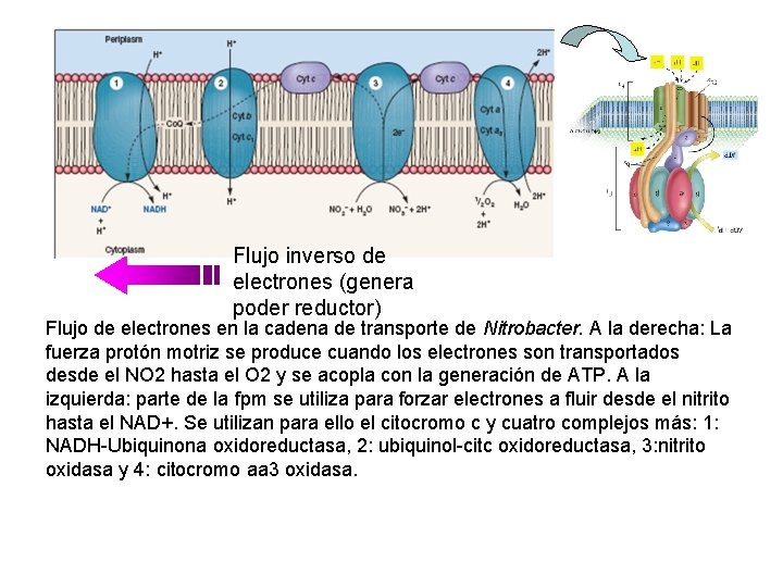 Flujo inverso de electrones (genera poder reductor) Flujo de electrones en la cadena de