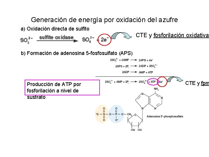 Generación de energía por oxidación del azufre a) Oxidación directa de sulfito CTE y