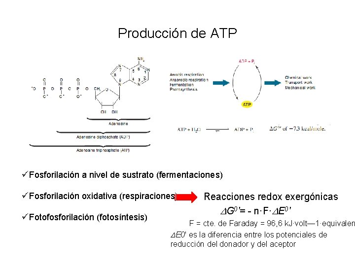 Producción de ATP üFosforilación a nivel de sustrato (fermentaciones) üFosforilación oxidativa (respiraciones) üFotofosforilación (fotosíntesis)