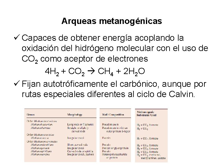 Arqueas metanogénicas ü Capaces de obtenergía acoplando la oxidación del hidrógeno molecular con el