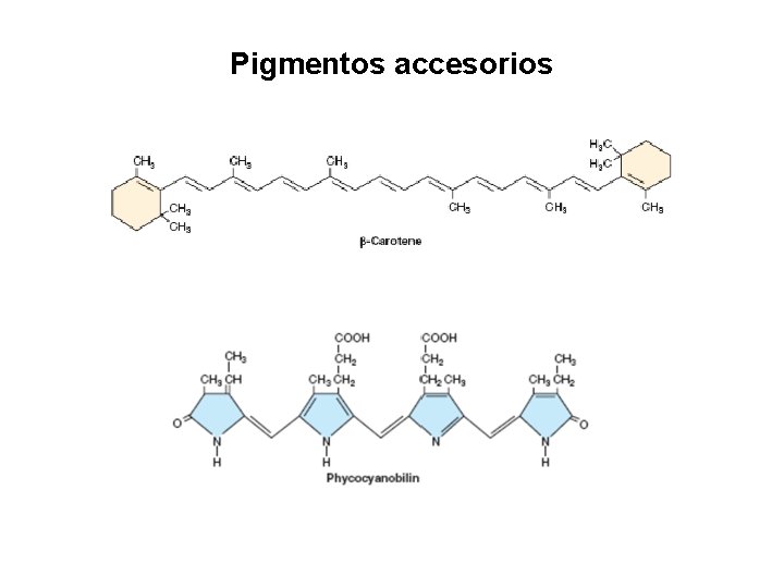Pigmentos accesorios 