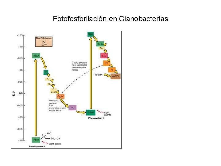 Fotofosforilación en Cianobacterias 