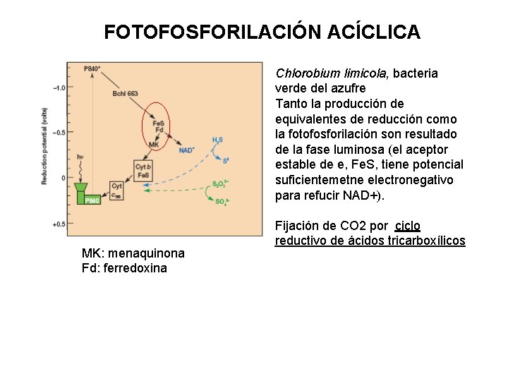 FOTOFOSFORILACIÓN ACÍCLICA Chlorobium limicola, bacteria verde del azufre Tanto la producción de equivalentes de