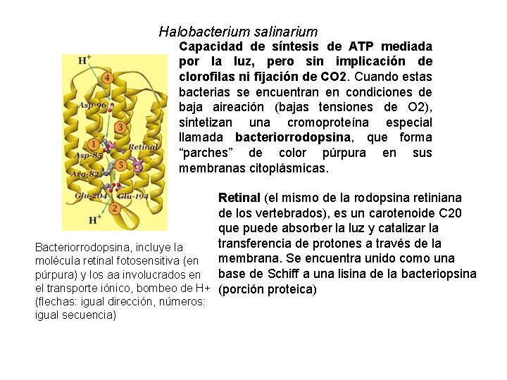 Halobacterium salinarium Capacidad de síntesis de ATP mediada por la luz, pero sin implicación