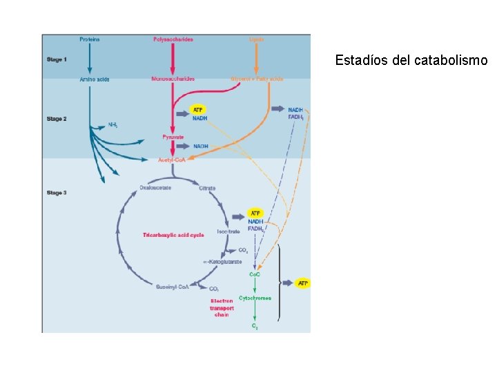 Estadíos del catabolismo 