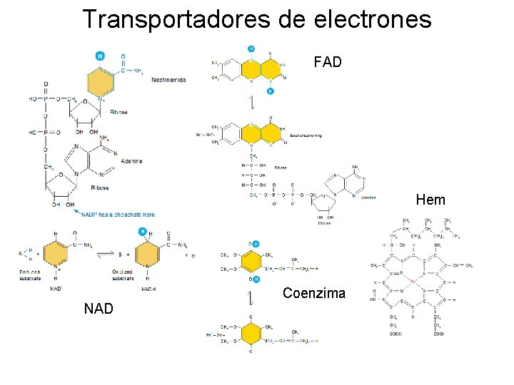 Transportadores de electrones FAD Hem Coenzima Q NAD 