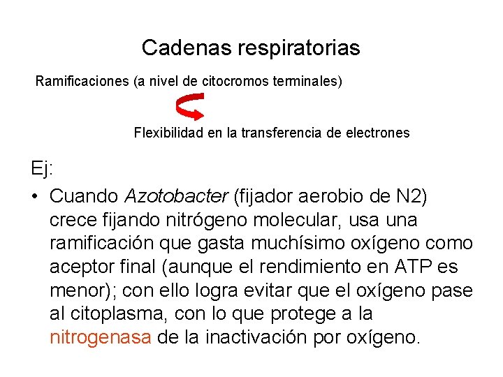 Cadenas respiratorias Ramificaciones (a nivel de citocromos terminales) Flexibilidad en la transferencia de electrones