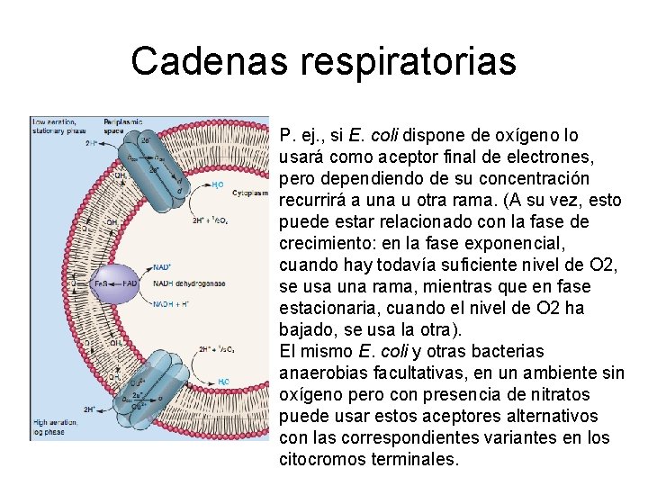 Cadenas respiratorias P. ej. , si E. coli dispone de oxígeno lo usará como