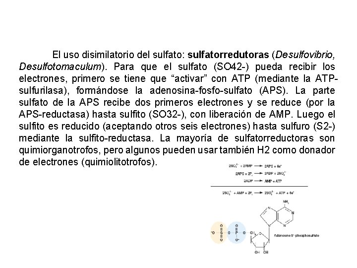 El uso disimilatorio del sulfato: sulfatorredutoras (Desulfovibrio, Desulfotomaculum). Para que el sulfato (SO 42