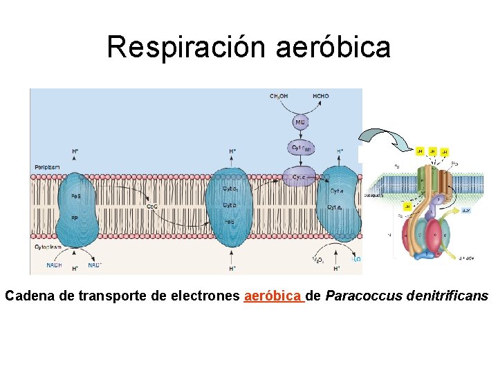 Respiración aeróbica Cadena de transporte de electrones aeróbica de Paracoccus denitrificans 