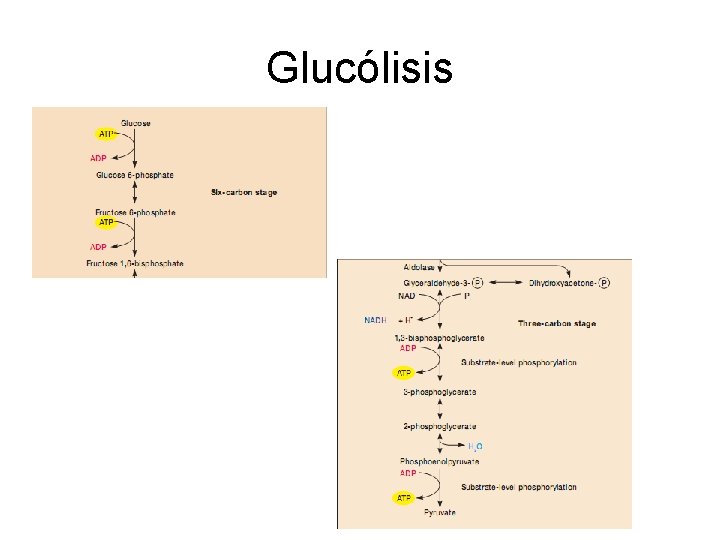 Glucólisis 