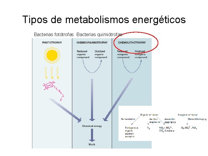 Tipos de metabolismos energéticos Bacterias fotótrofas Bacterias quimiótrofas 
