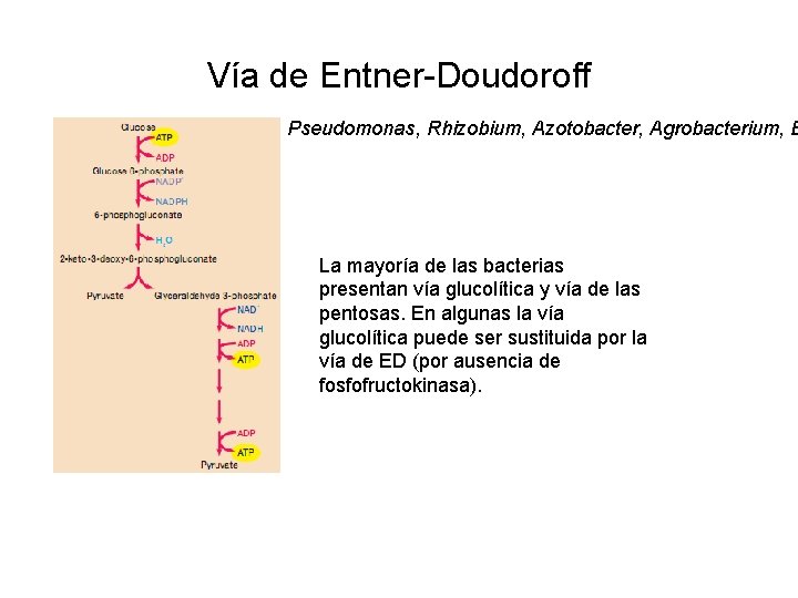 Vía de Entner-Doudoroff Pseudomonas, Rhizobium, Azotobacter, Agrobacterium, E La mayoría de las bacterias presentan