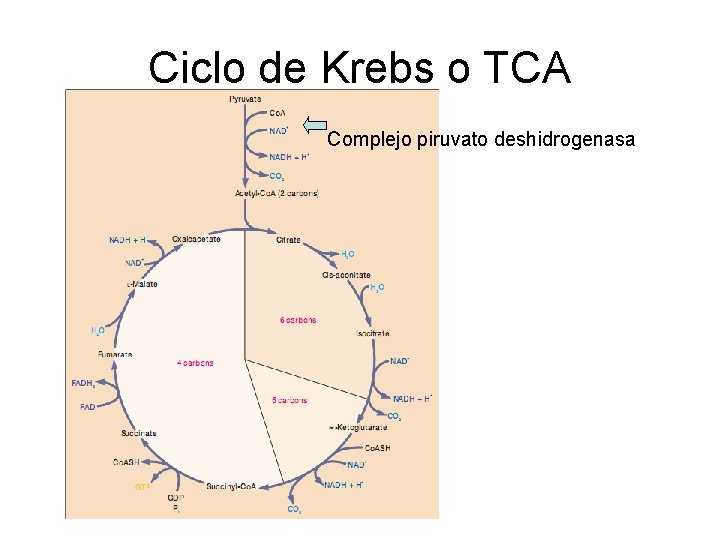 Ciclo de Krebs o TCA Complejo piruvato deshidrogenasa 