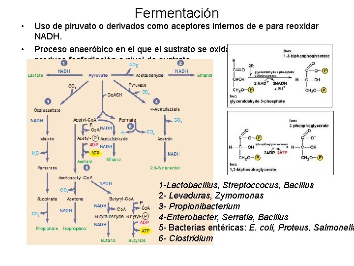  • • Fermentación Uso de piruvato o derivados como aceptores internos de e