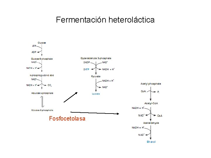 Fermentación heteroláctica Fosfocetolasa 