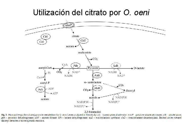 Utilización del citrato por O. oeni 