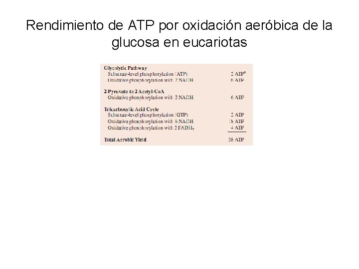 Rendimiento de ATP por oxidación aeróbica de la glucosa en eucariotas 