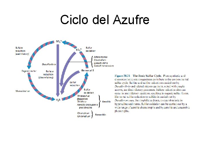 Ciclo del Azufre 