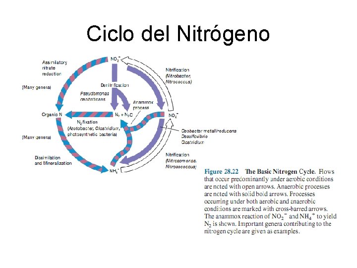 Ciclo del Nitrógeno 