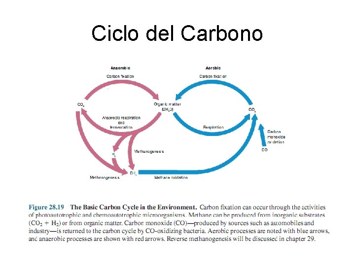Ciclo del Carbono 