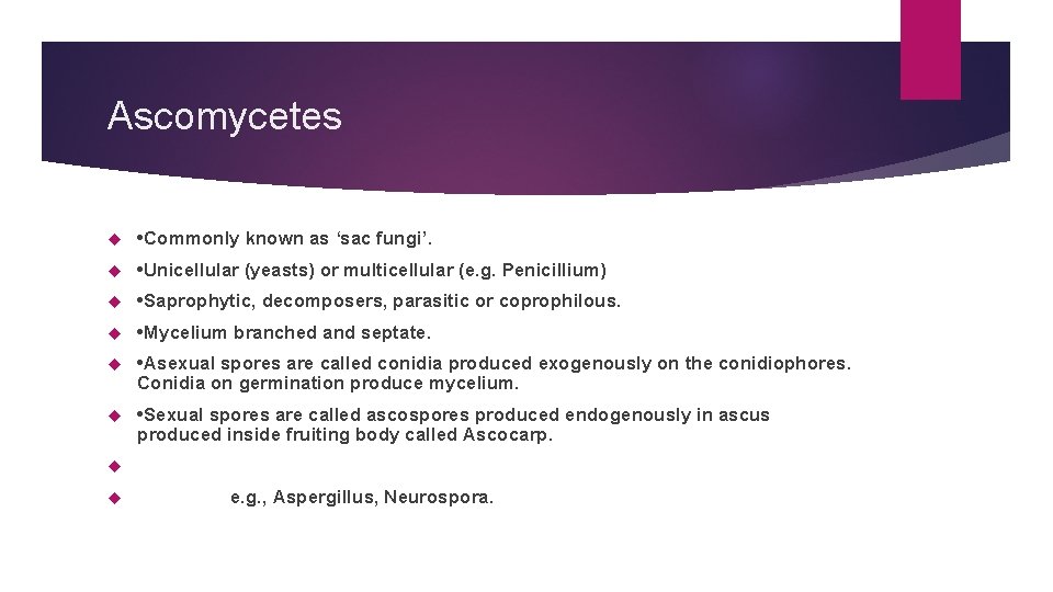 Ascomycetes • Commonly known as ‘sac fungi’. • Unicellular (yeasts) or multicellular (e. g.