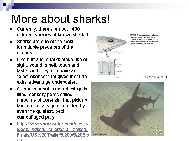 More about sharks! n n n Currently, there about 400 different species of known