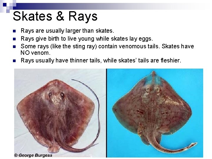 Skates & Rays n n Rays are usually larger than skates. Rays give birth