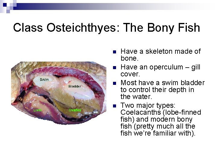 Class Osteichthyes: The Bony Fish n n Have a skeleton made of bone. Have