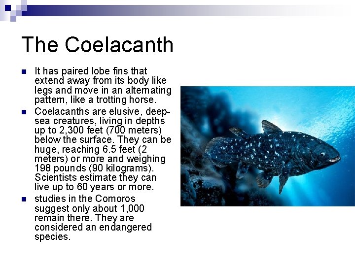 The Coelacanth n n n It has paired lobe fins that extend away from