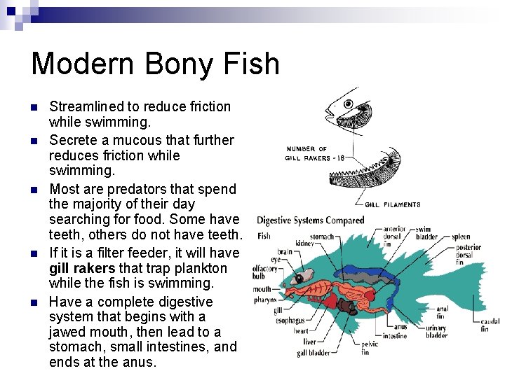 Modern Bony Fish n n n Streamlined to reduce friction while swimming. Secrete a