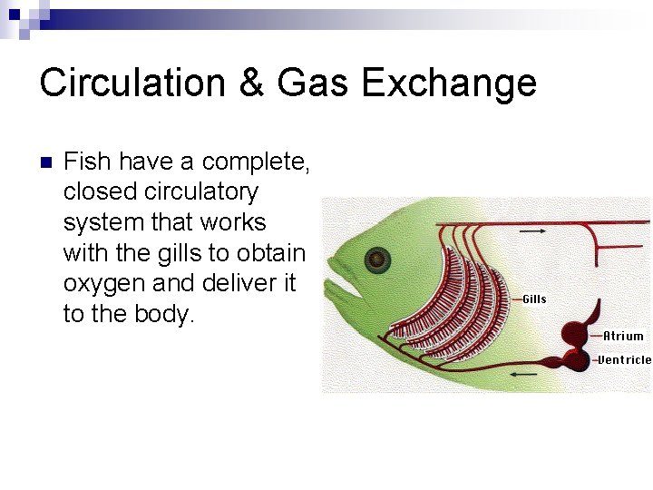 Circulation & Gas Exchange n Fish have a complete, closed circulatory system that works