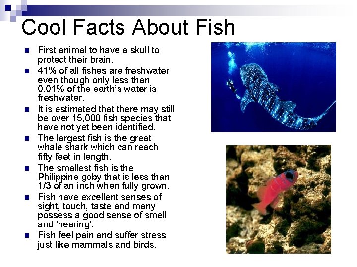 Cool Facts About Fish n n n n First animal to have a skull
