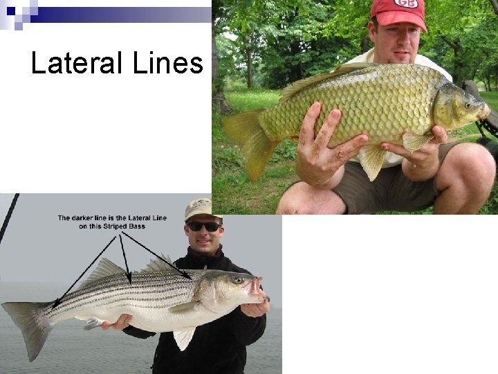Lateral Lines 