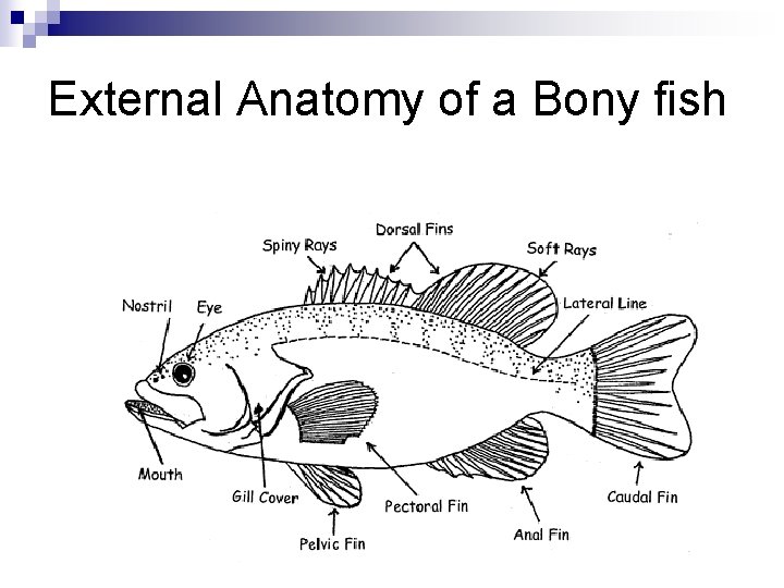 External Anatomy of a Bony fish 