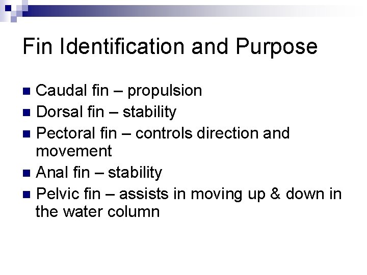 Fin Identification and Purpose Caudal fin – propulsion n Dorsal fin – stability n