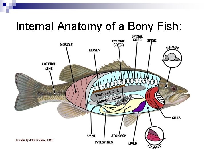 Internal Anatomy of a Bony Fish: 
