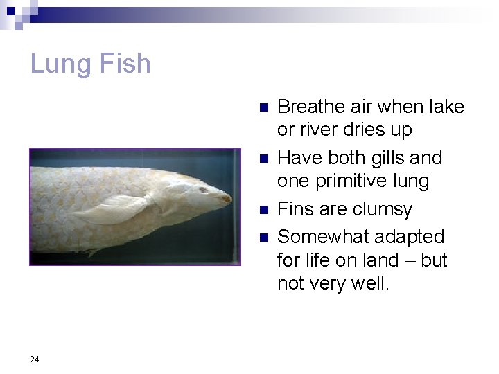Lung Fish n n 24 Breathe air when lake or river dries up Have