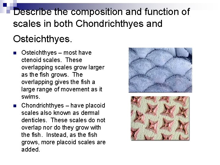 Describe the composition and function of scales in both Chondrichthyes and Osteichthyes. n n