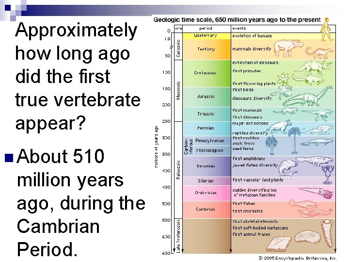 Approximately how long ago did the first true vertebrate appear? n About 510 million